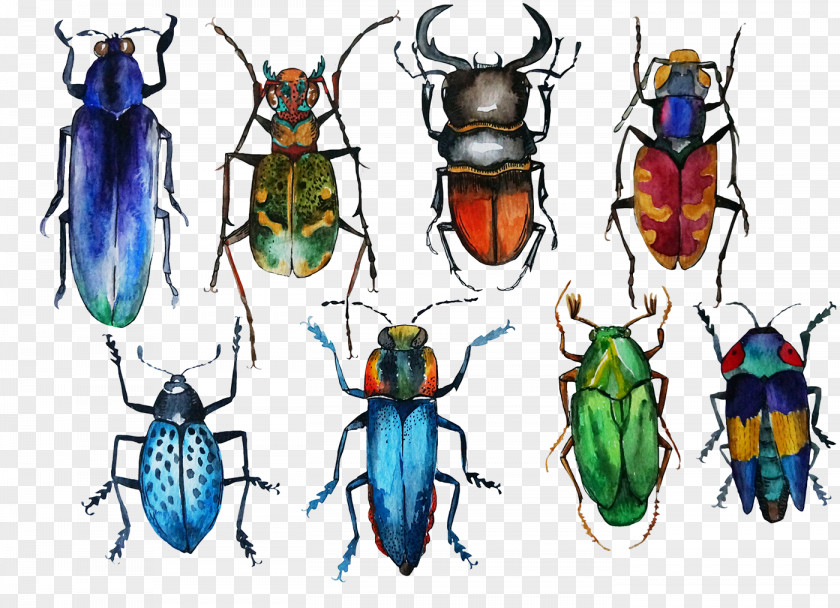 Bugs Beetle Drawing Watercolor Painting PNG