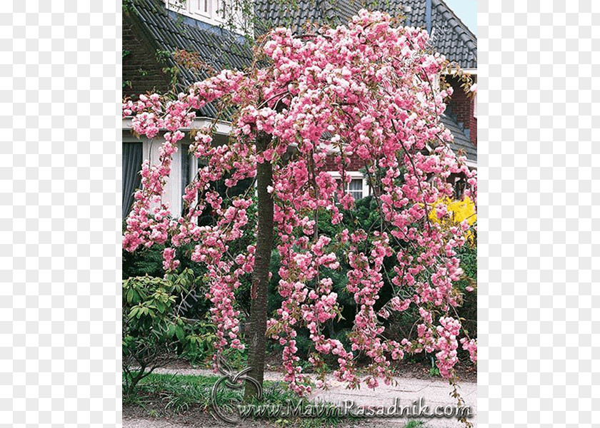 Cherry Blossom Yoshino Tree Prunus 'Kanzan' PNG
