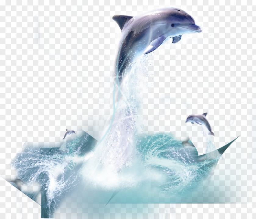 Dolphin Whale PNG