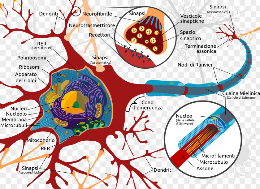 Neuron Neuroglia Nervous System Brain Dendrite PNG