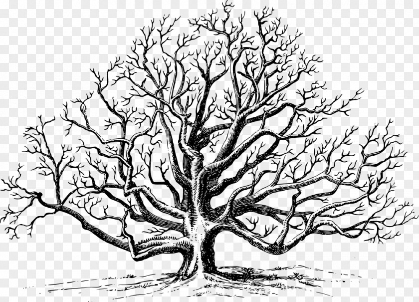 Walnut Eastern Black Tree English Clip Art PNG