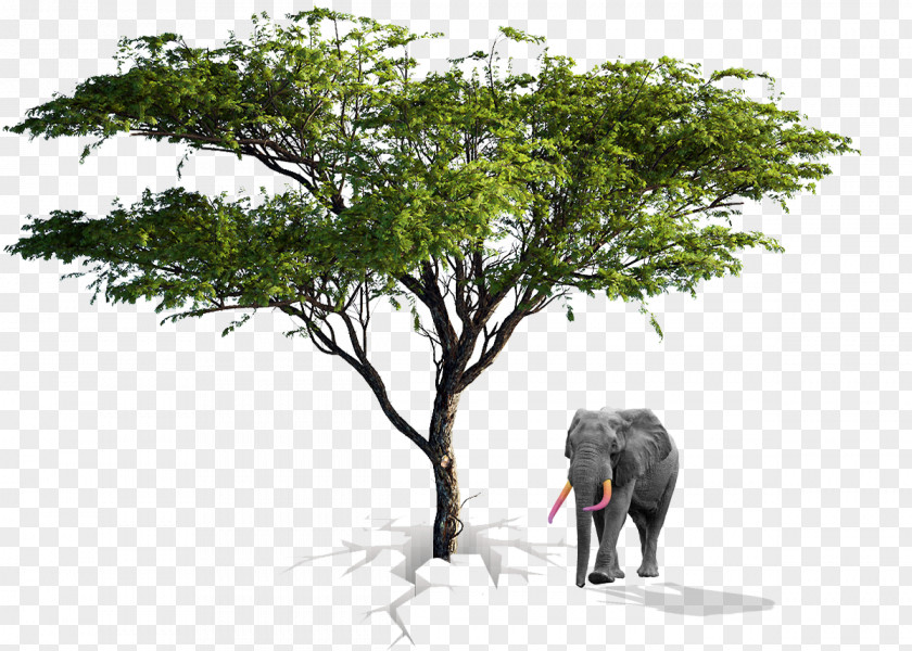 African Tree Acacia Architecture Drawing Stock Photography PNG