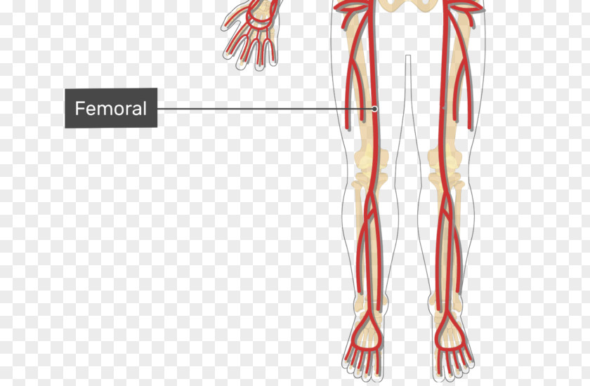 Femoral Artery Human Leg Arm Vein PNG artery leg Vein, arm clipart PNG