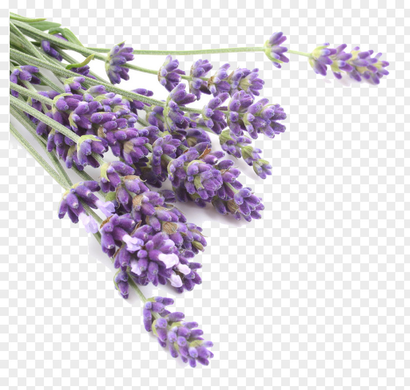 Oil Lavender Odor Herb Flavor PNG