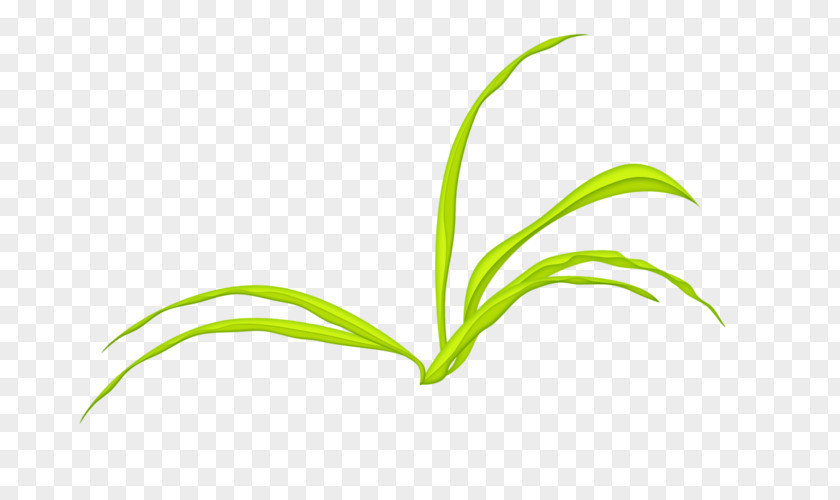 Flower Grass Family Leaf Grasses Plant Stem Green Font PNG