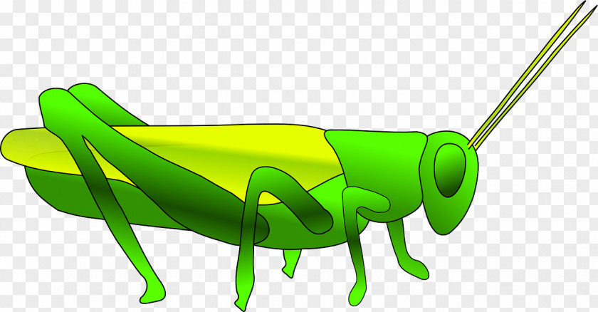 Green Cricket Grasshopper Locust Clip Art PNG