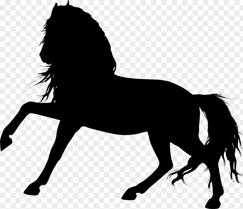 Horse Silhouette Arabian Pony Stallion Foal Colt PNG