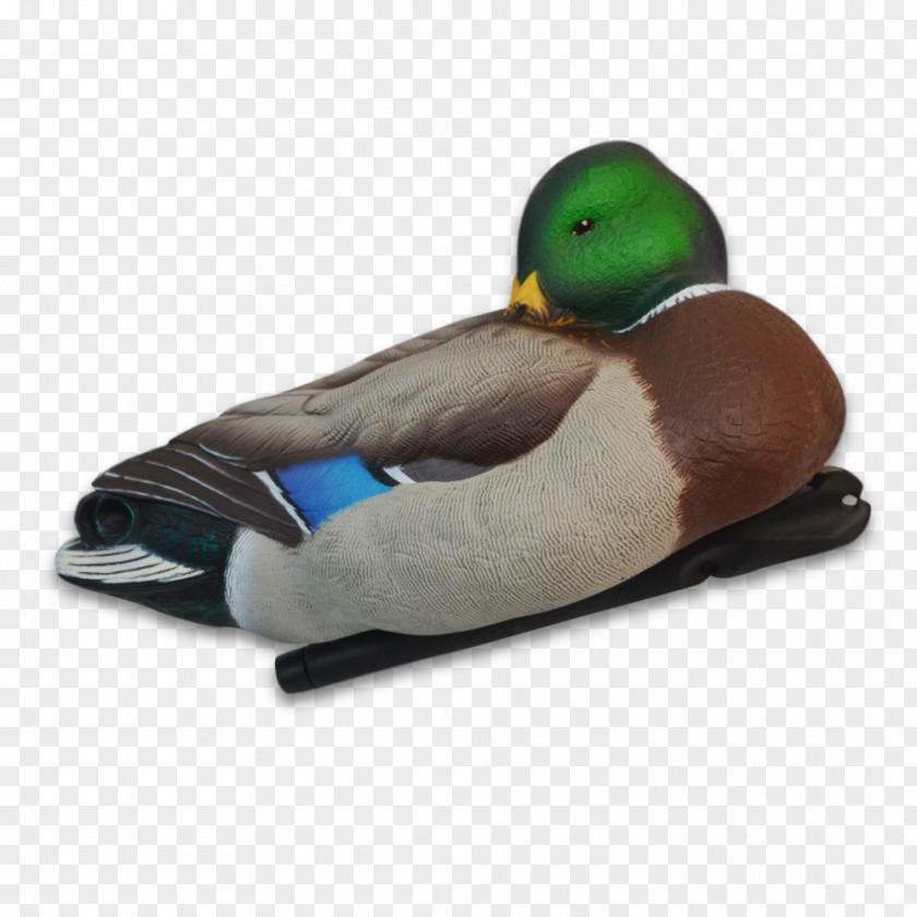 New Autumn Products Mallard Duck Dangate Strawperson Eurasian Teal PNG