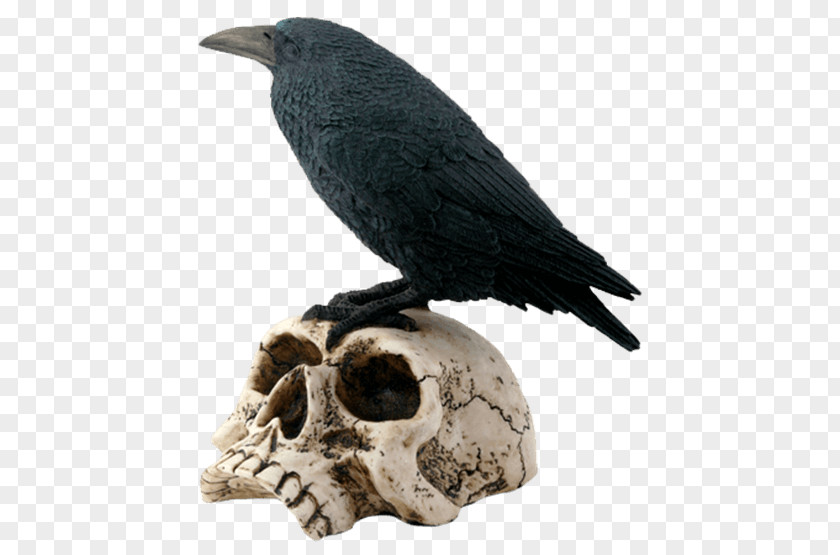 Perched Raven Overlay The Bird Human Skull Symbolism Skeleton PNG