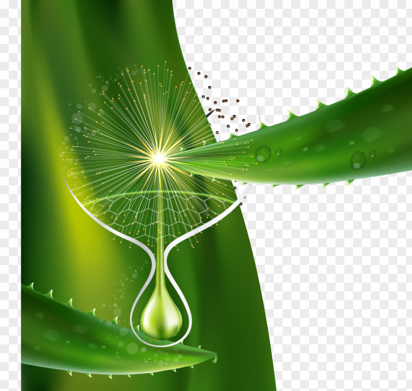 Aloe Green Background Vector Flowing Spirituality Vera Poster PNG