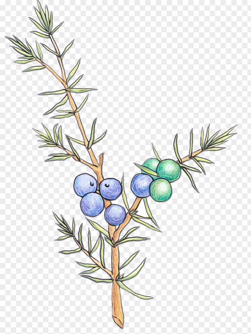 Jack Pine Flower Plant Tree Branch Colorado Spruce American Larch PNG