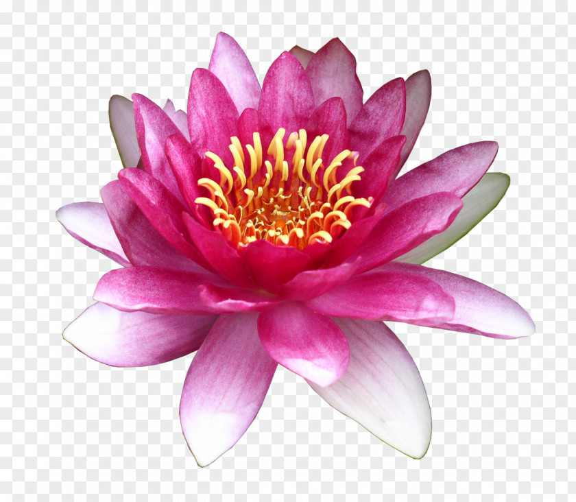 Lotus Flower Water Lily Clip Art PNG