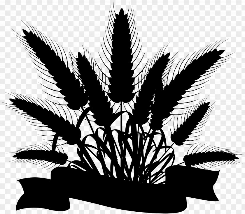 M Tea Starch Palm Trees Carbohydrate Black & White PNG