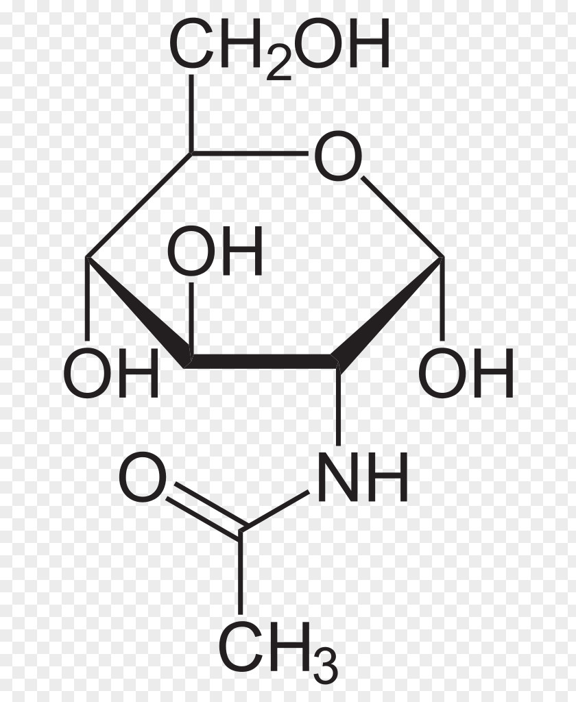 N-Acetylglucosamine Acetyl Group Glycoprotein N-Acetylgalactosamine PNG
