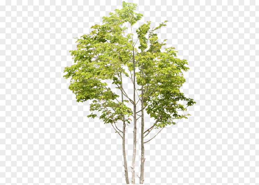 Tree Birch Clip Art PNG