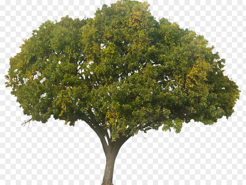 Tropical Fruit Tree Quercus Suber Plant PNG
