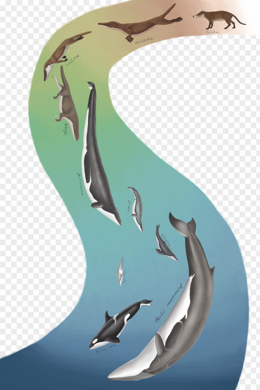 Whale Cetacea Killer Evolution Livyatan Pakicetus PNG