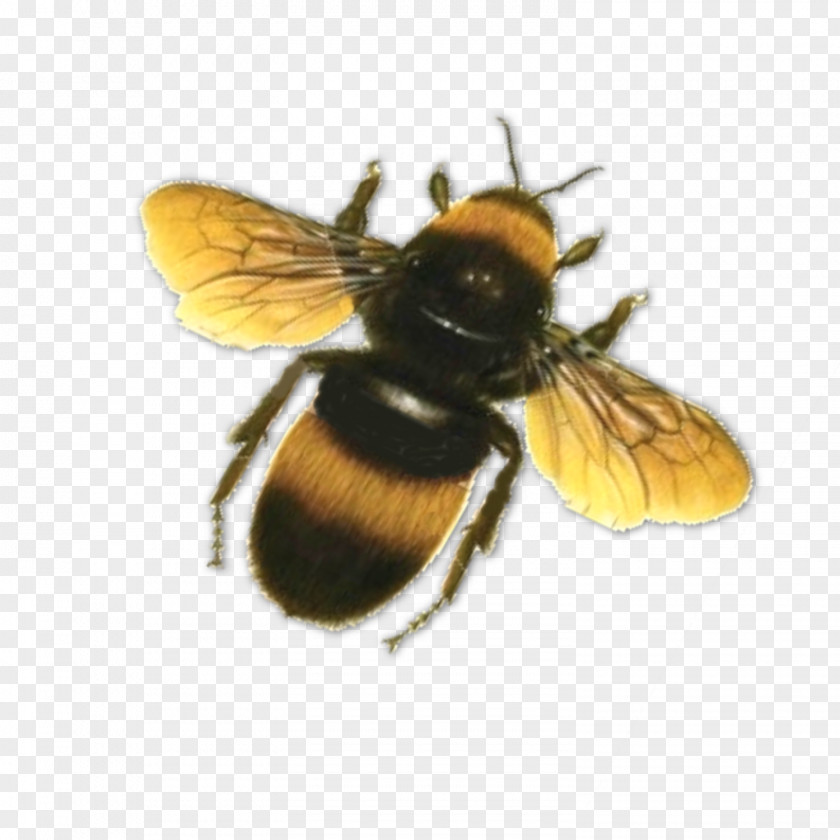 Bee Honey Butterfly Clip Art PNG