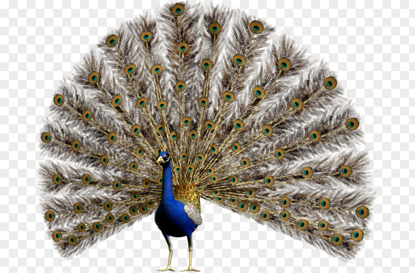 Bird Pavo Asiatic Peafowl Clip Art PNG