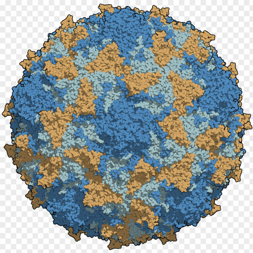 Chain Poliovirus Poliomyelitis Capsid Rhinovirus PNG