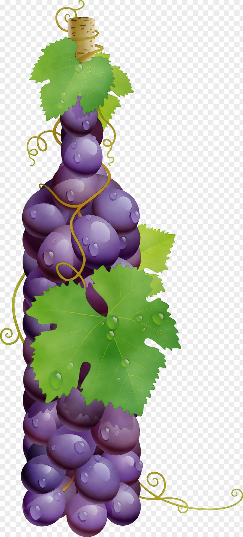 Flower Fruit Grape Grapevine Family Leaves Vitis Bottle PNG