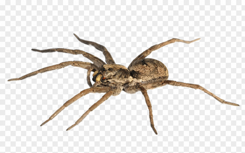 Spider Spider-Man Goliath Birdeater The Wolf Stock Photography PNG