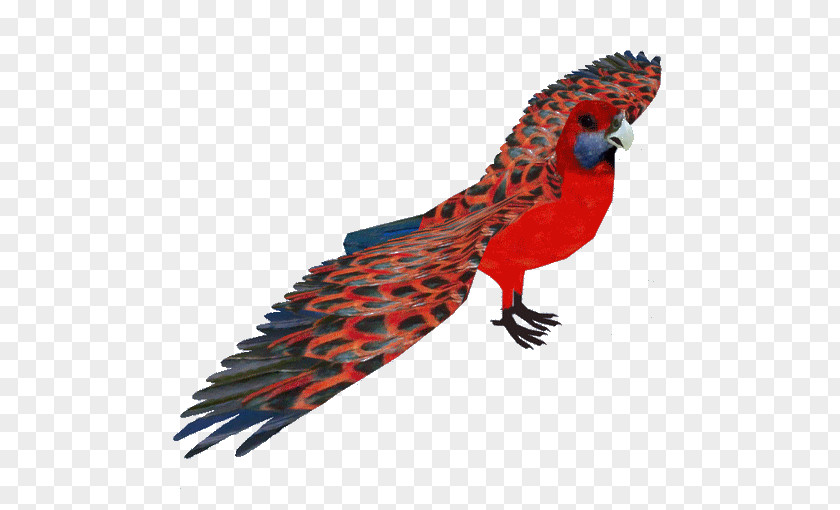 Tail Parrot Bird PNG