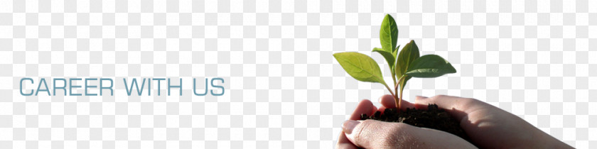 Career Banner Cut Flowers Plant Stem Image Leaf PNG