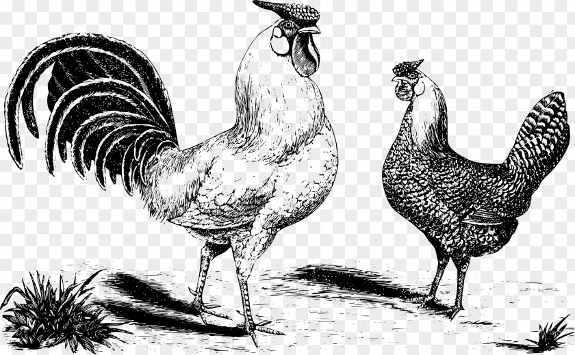 Chicken Bird Rooster PNG