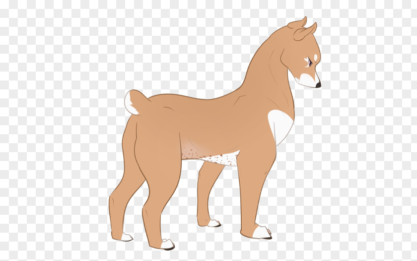 Dog Mustang Foal Stallion Colt PNG