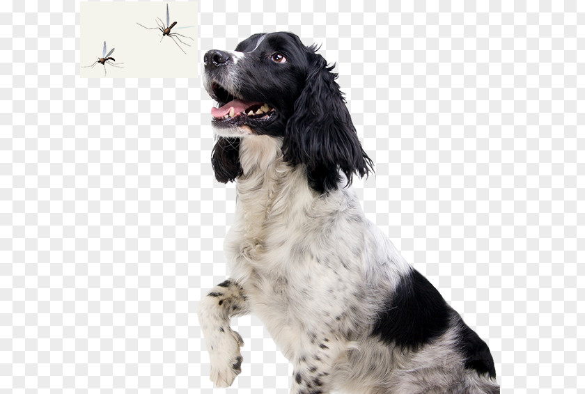 English Springer Spaniel French Small Münsterländer Russian Drentse Patrijshond PNG