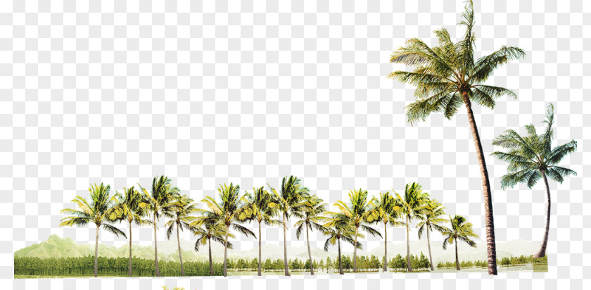 Summer Party Background tree Coconut Clip Art Desktop Wallpaper Tree PNG