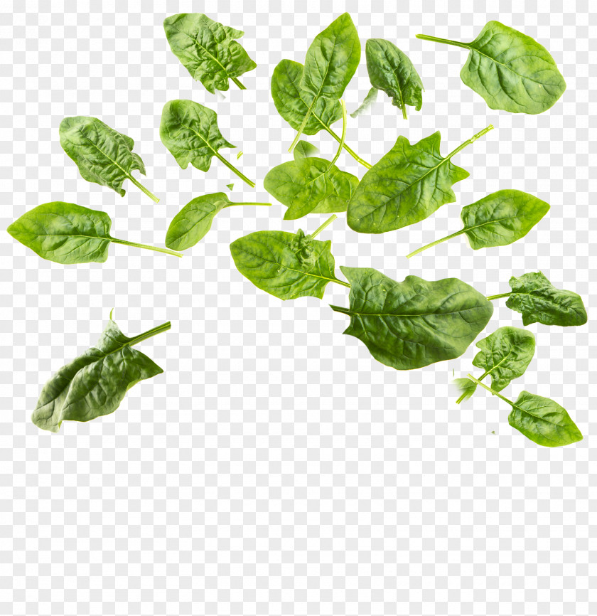 Verdure Insignia Spinach Leaf PNG