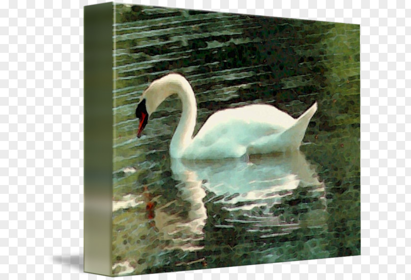 Watercolor Swan Cygnini Fauna Pond Beak PNG