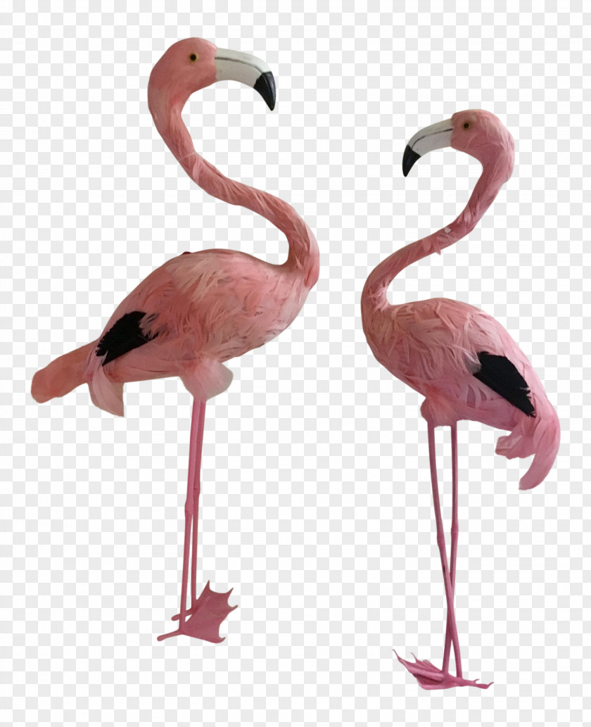 Flamingos Neck Beak PNG