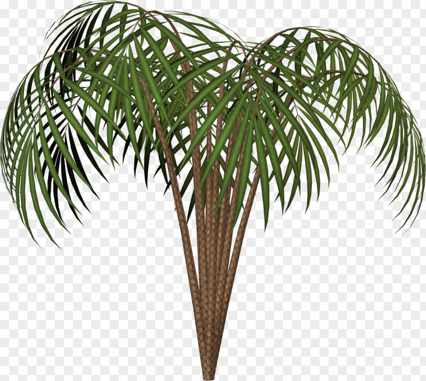 Plant Arecaceae Woody Tree Evergreen PNG