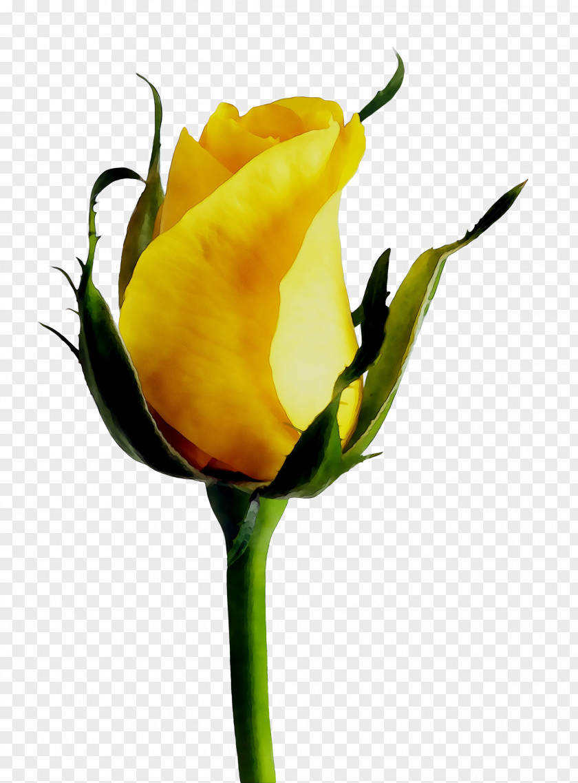 Rose Yellow Stock.xchng Mercer Island Florist Floristry PNG
