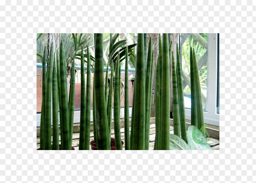 Sao Jorg Succulent Plant String-of-pearls Garden Aloe Vera PNG
