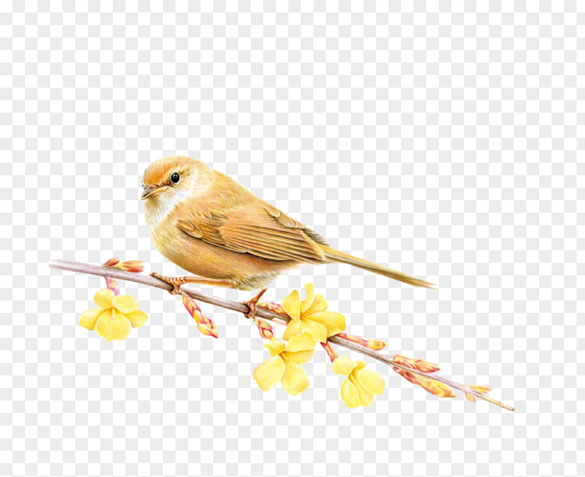 Sparrow Bird Domestic Canary Colored Pencil Season Summer PNG
