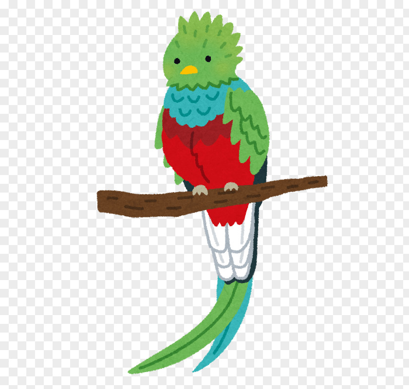 Bird Macaw Resplendent Quetzal いらすとや PNG