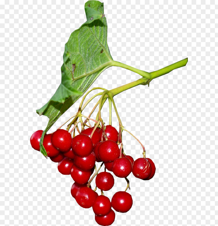 Cherry Zante Currant Kona Coffee Lingonberry Pink Peppercorn PNG