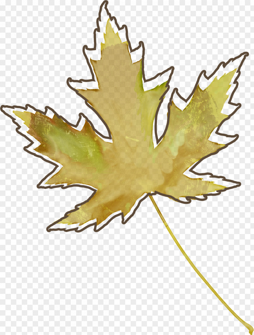Leaf Maple Autumn Leaves Plant Stem PNG