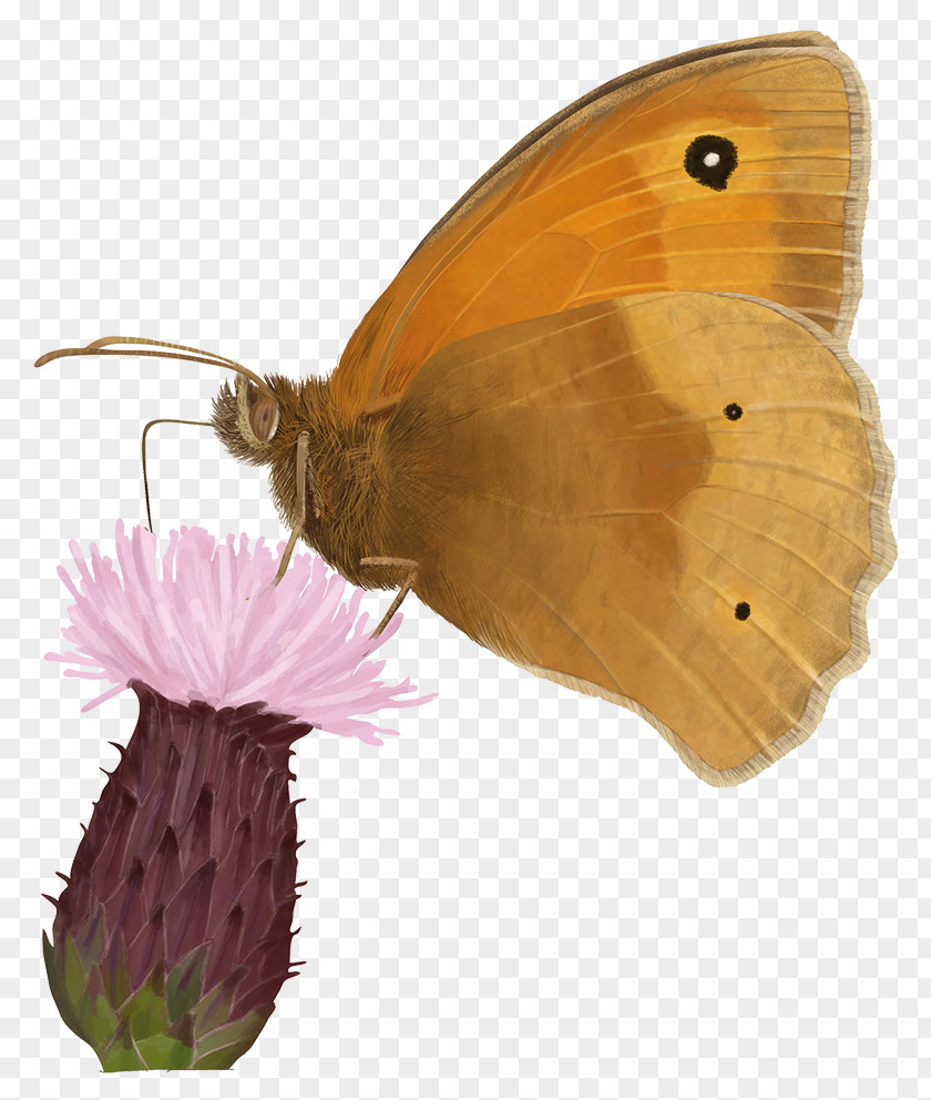 Medicago Butterfly Insect Moth Pieridae Pollinator PNG