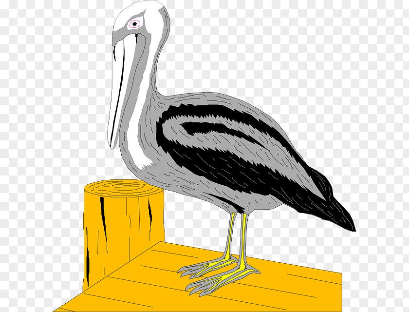 Stork Pelican Bird Clip Art PNG