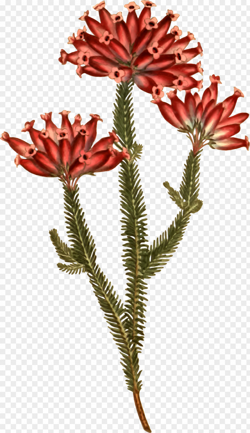 Flower Banksia Plants: Text Openclipart Flowering Plant Clip Art PNG