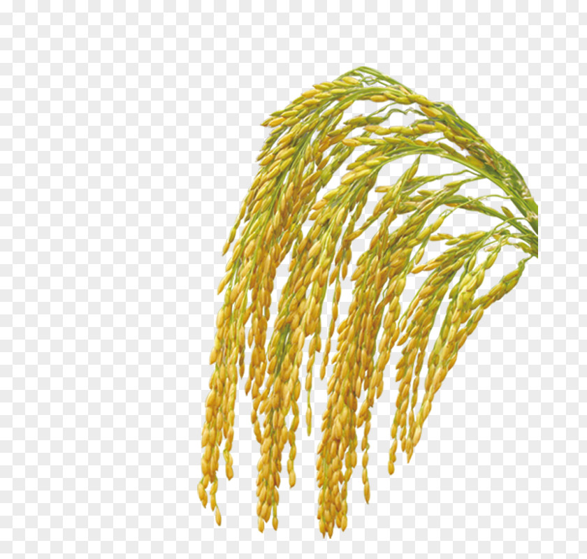 Rice Bran Oil Crop Oryza Sativa PNG