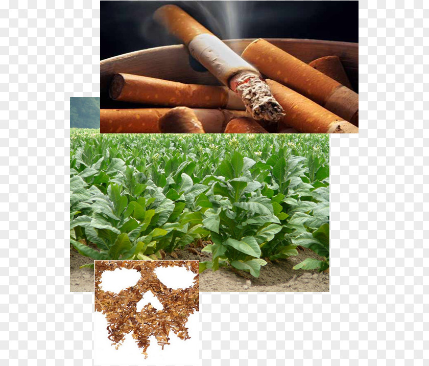 Tabaco Industrial Crop Tobacco Agriculture Cash PNG