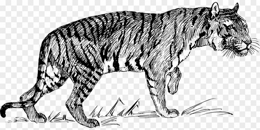 Tiger Bengal Siberian Felidae Clip Art PNG
