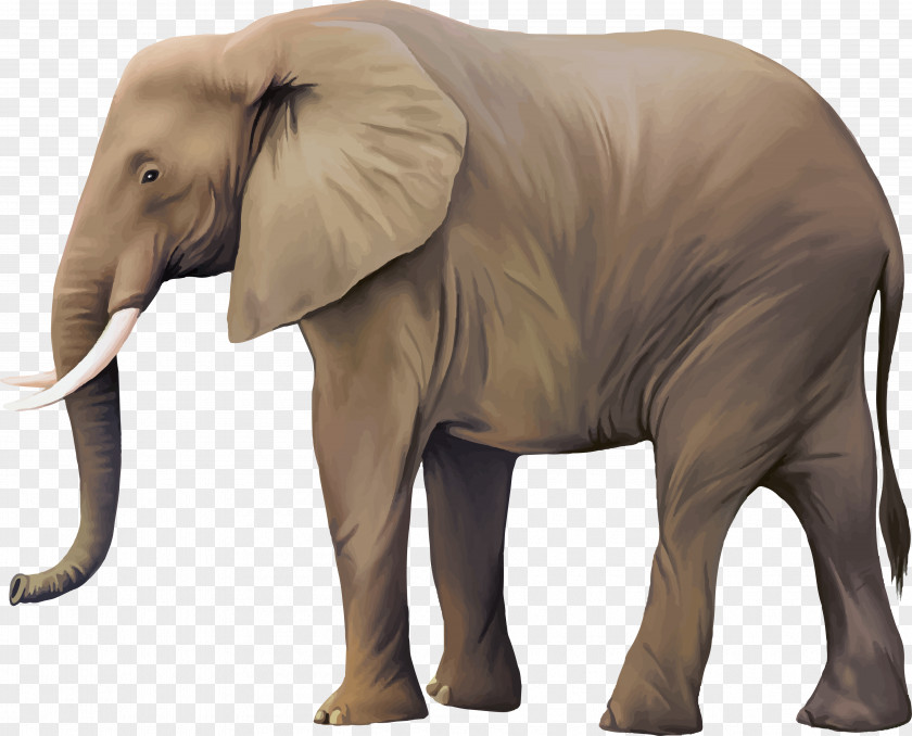 Elephants African Elephant Asian PNG
