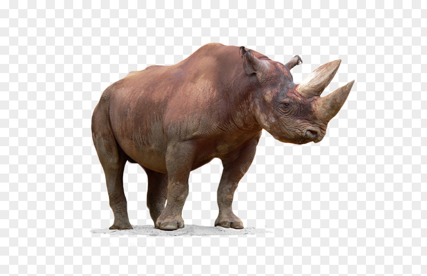 Free To Pull The Material Rhino Image Black Rhinoceros Horn PNG